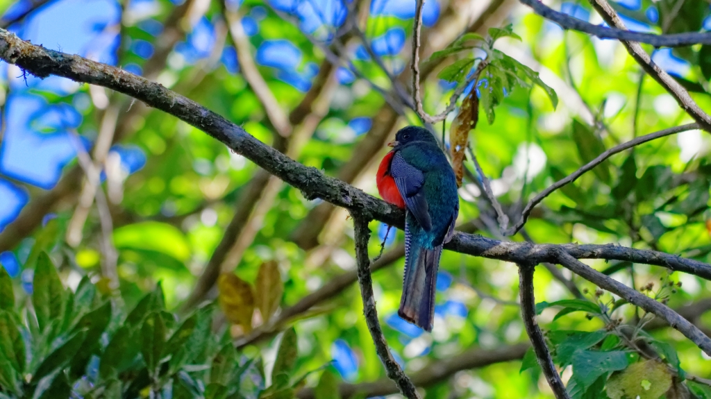 13 - Quetzal NP (12).jpg